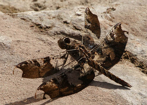 Filigree skimmer &ndash; Pseudoleon superbus